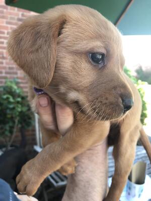 Melisandre Queen Melian as puppy