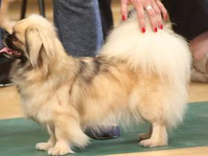 Zosia at show