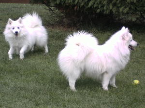 Meadowpark Snowflake (Sushi)