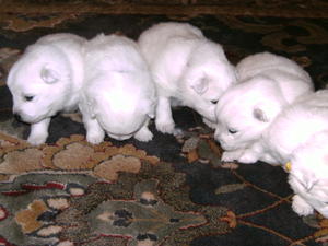 Pups at 17 days old