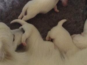 Dolly with her pups