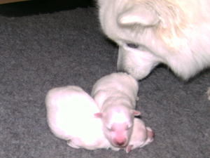 Mum and pups