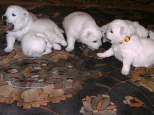 Pups at 17 days old