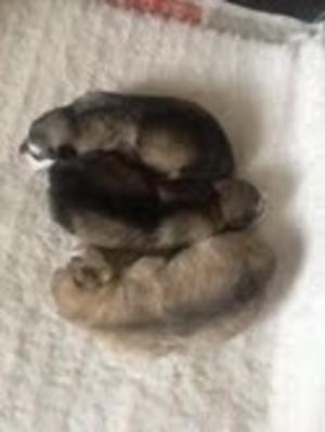 Pups at 1 day old