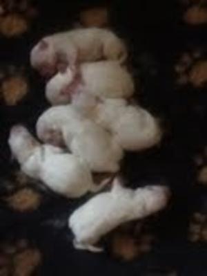 Pups at 1 day old