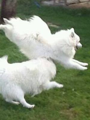 Dolly flying through the air