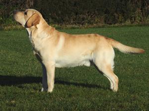 Ross at 18 months
