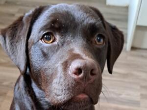 Truffle 9 months