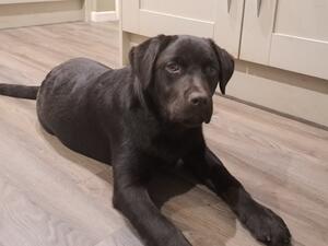 Truffle 5 months