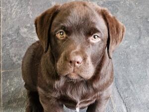 Truffle 10 weeks