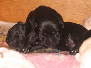 Jess' puppies