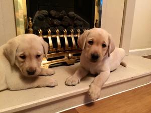 Fire Guards