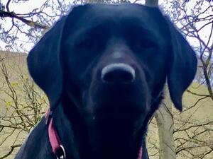 Esme (Magnolia Nigra at Sasonda)
