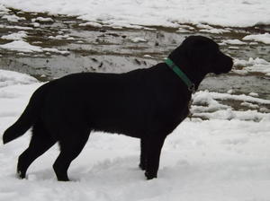 Ella enjoying the snow, March 2013