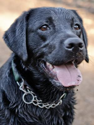 Ella (Sasonda Ebony Belle)