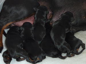 Just a few hours old. All feeding well