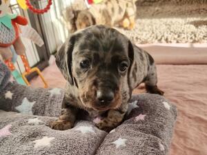 PHOTO AT 4 WEEKS