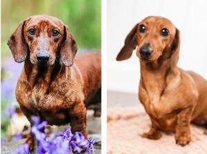 Dad Miguel in the wet Bluebells & mum Prudence