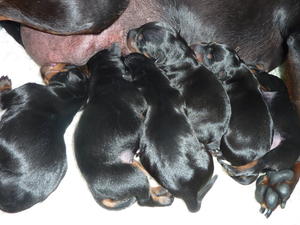 Puppies one day old