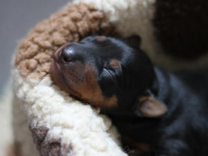 Puppy 3 days old