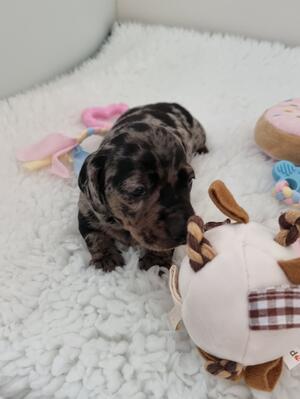 PHOTO AT 3 WEEKS