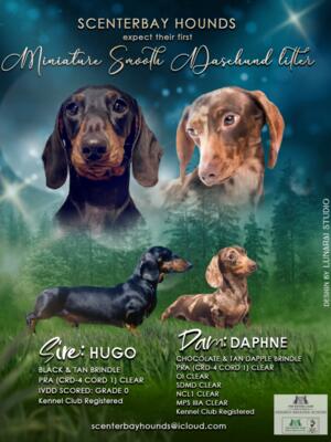 Sire Hugo x Dam Daphne