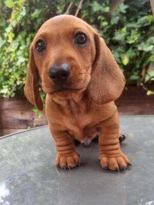 Available Red Boy