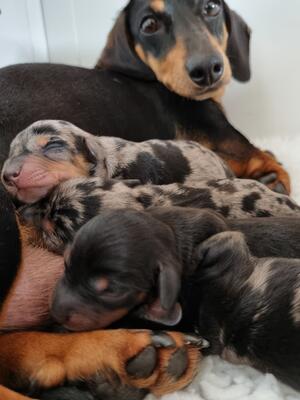 MUM BILLIE & HER PUPPIES