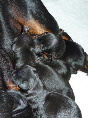 Puppies at birth