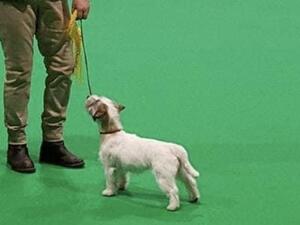 ADA'S DAM - GLENYS AT SHOW