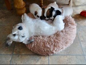 ADA WITH HER MUM AND LITTER ' SIX WEEKS
