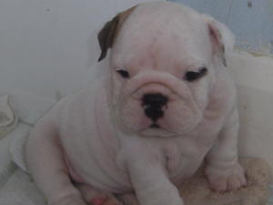 Last baby girl available!