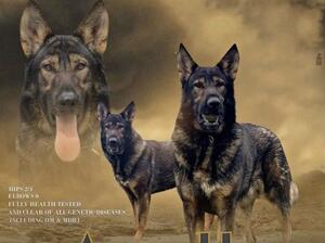 SIRE TO THIS AWESOME LITTER