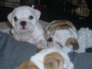 BABIES CHILLING!