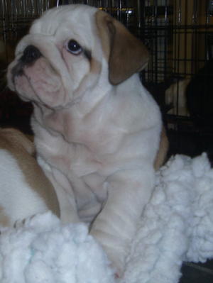 HAROGEBULLS PUPPY 8 weeks old available