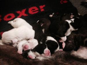 Super Chunky babies ready end March