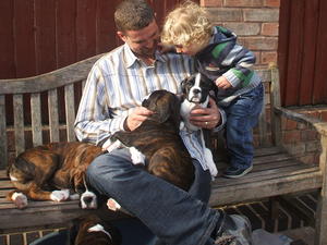 Daervlish - type, temperament, health ....