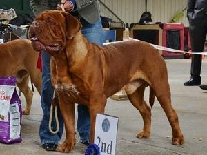 TUDORDOGUE THE REAL MACOY BIGGSTYME -  72 kgs