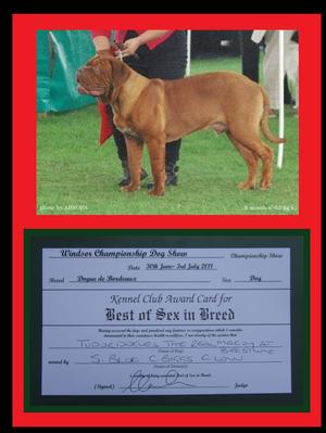 !!!  makes UK BREED HISTORY at just 8 months !!!