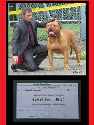 BEST of SEX in BREED