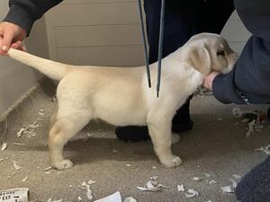 7 week male