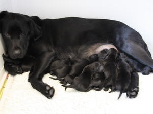 Mili with her 2 day old pups