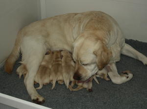 Puppies at 4 days
