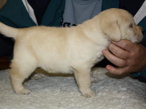 Yellow dog