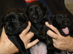 pups at 3 weeks