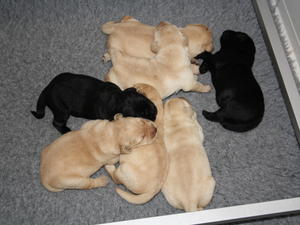 Pups at 1 weeks