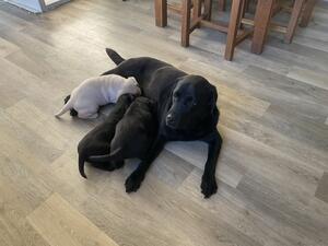 Puppies at 4 weeks
