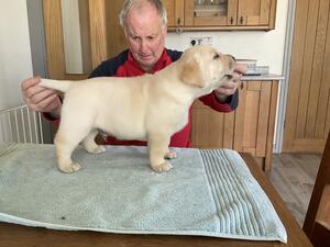 Pups at 14 days