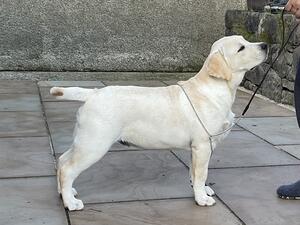 Dolwen Jackpot at 4 months