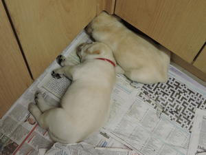 Pups at 4 weeks